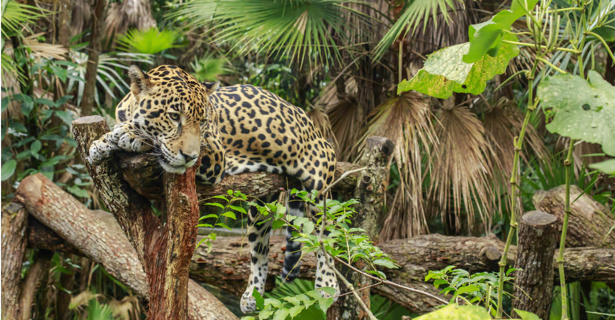 The jaguar sanctuary allows for a look at the creatures in their native habitat.