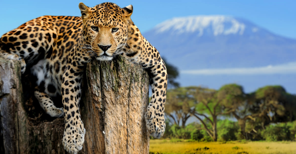 Rare predators live within eyesight of one of the world's most famous mountains.