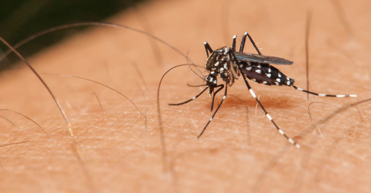 A mosquito carrying Zika may be tough enough to keep the virus alive well after winter.