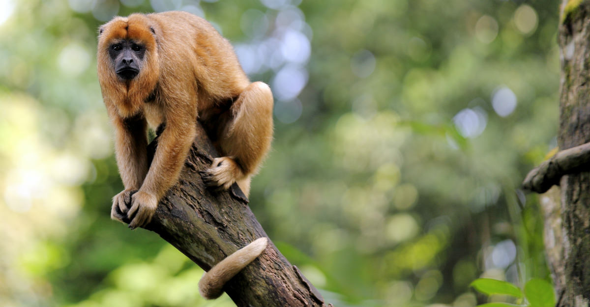 Howler monkeys started dying throughout the rain forest, a sign of yellow fever problems to come.