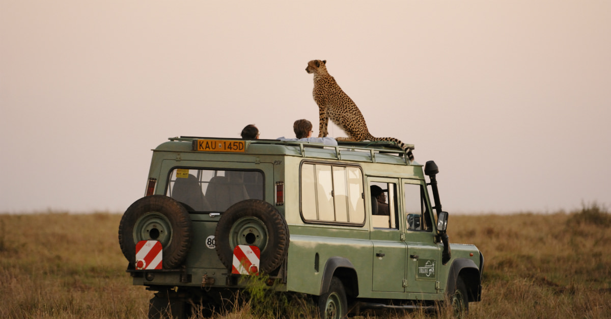 Many of the world's most wild animals can only be seen up-close-and-personal on an African safari.