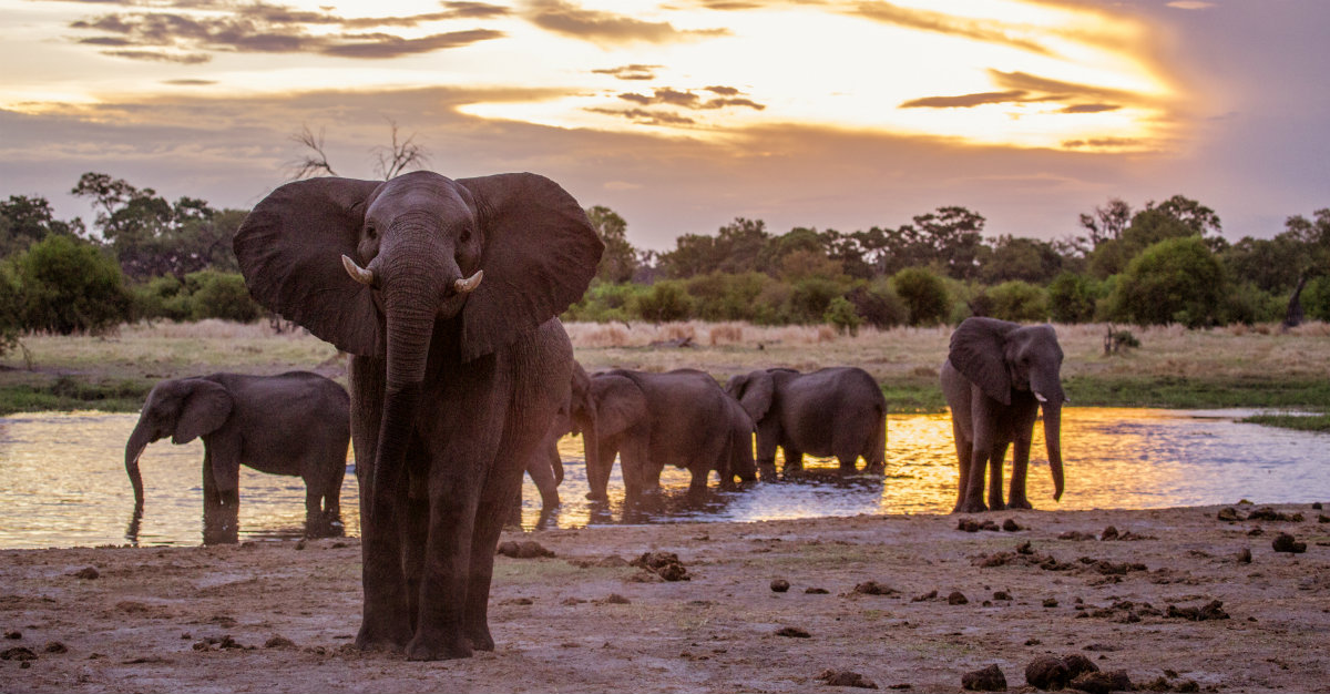 La politique stricte du Botswana contre la chasse fait du pays un sanctuaire pour les éléphants.