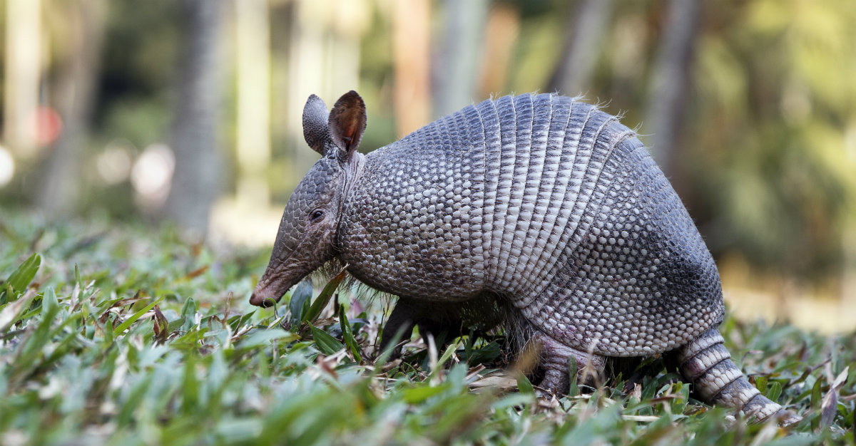 An armadillo's body temperature is similar to that of a human, with both mammals built to carry leprosy.