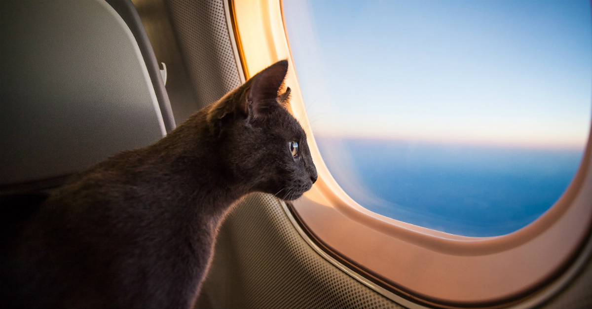 A cruise might be more difficult to handle with a pet than a long flight.