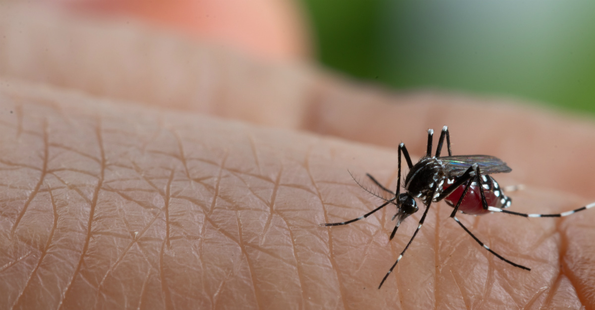 Lowering the global temperature could reduce risks of dengue fever.