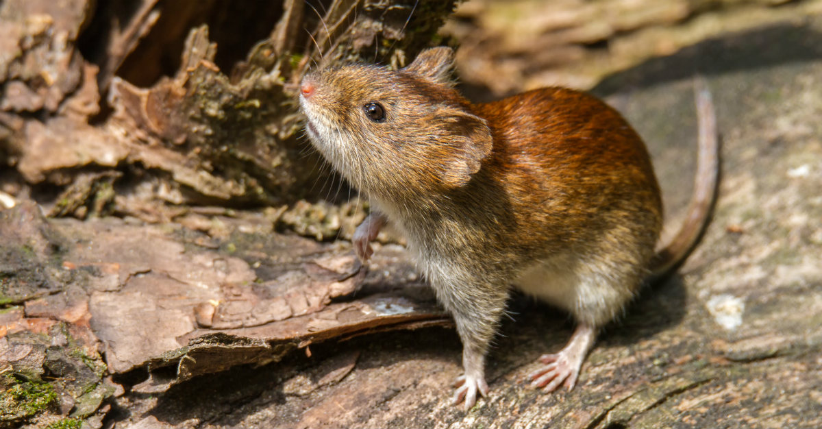 A deadly virus from rodents is slowly making its way across the United States.