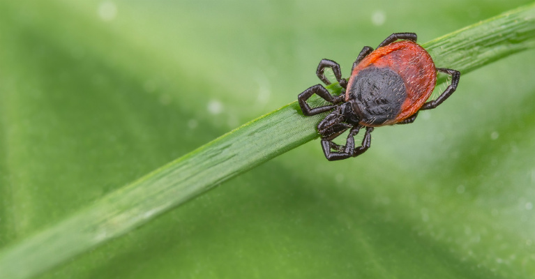 New ticks and tickborne diseases are spreading in the United States.