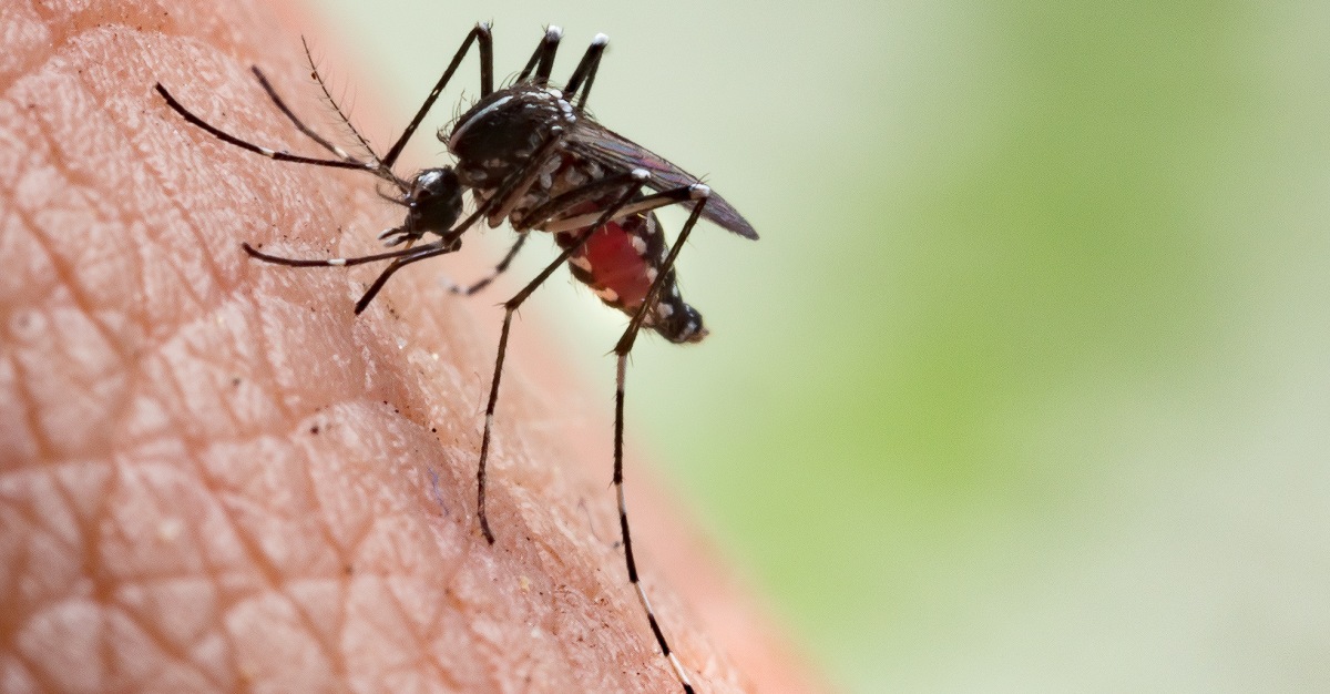An aggressive and versatile species of mosquito can carry yellow fever.