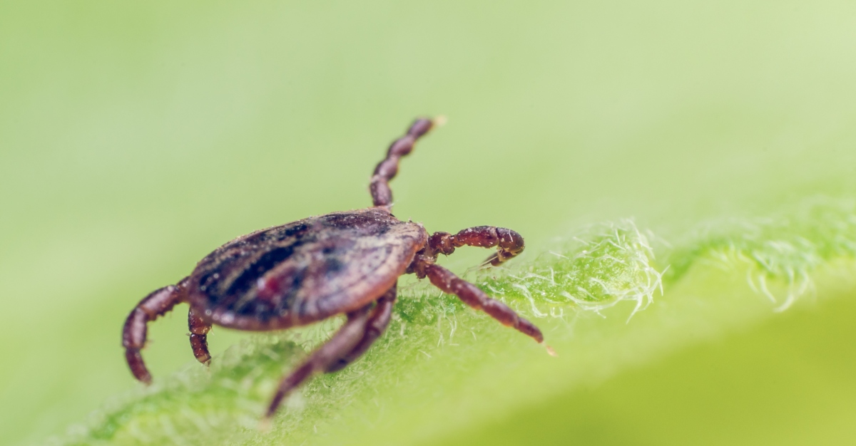 After entering the country in early 2018, Asian longhorned ticks have spread across the US.