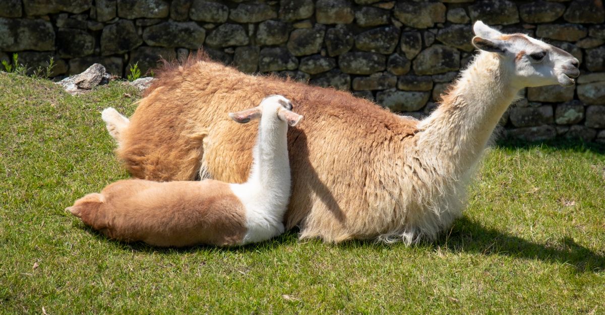 Llamas may help us fight against the flu.