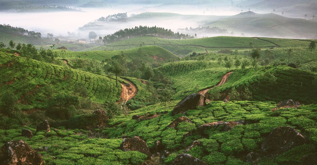 The wondrous plantations fill the outskirts of Sri Lanka's cities.