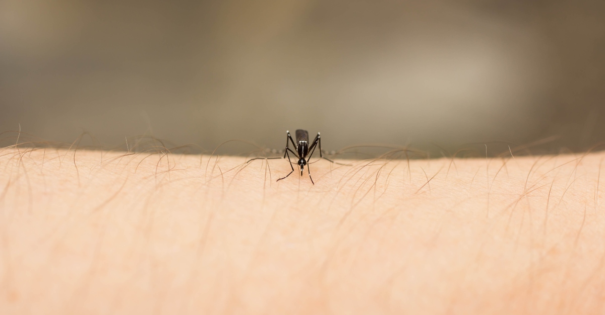 Researchers are trying diet pills to keep mosquitoes from drinking blood.