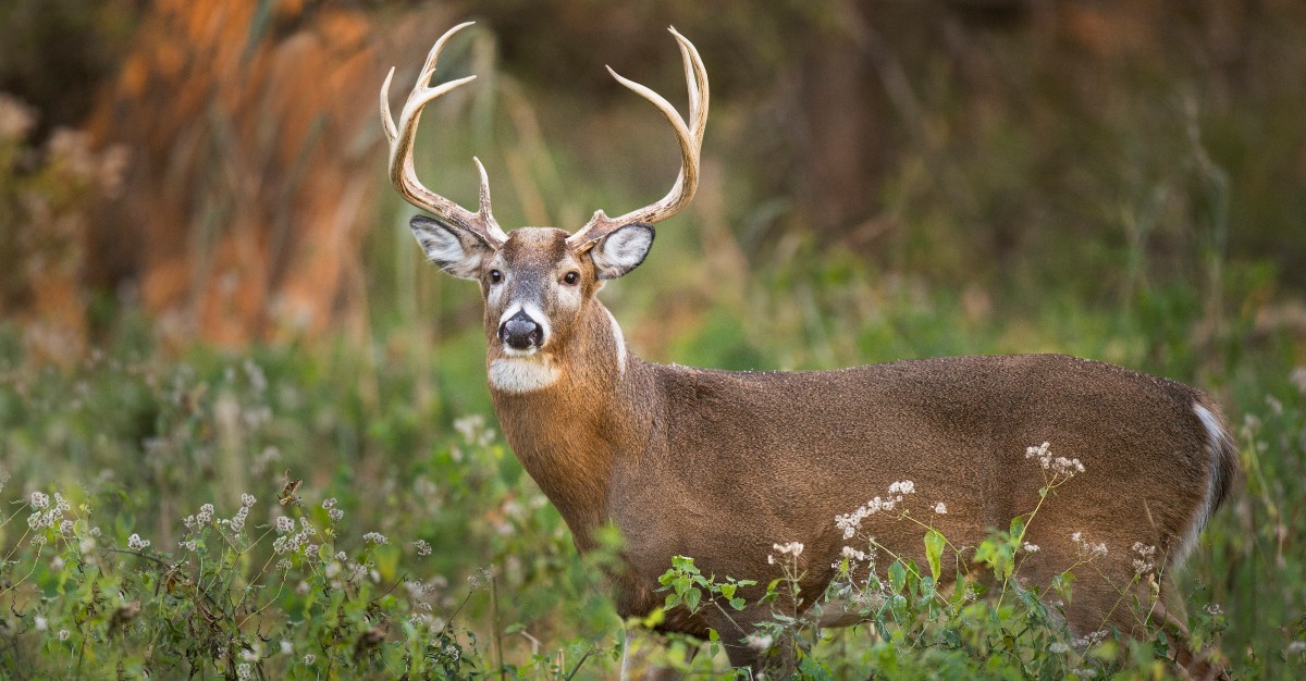 Infecting more than animals, Zombie Deer Virus could spread to humans.