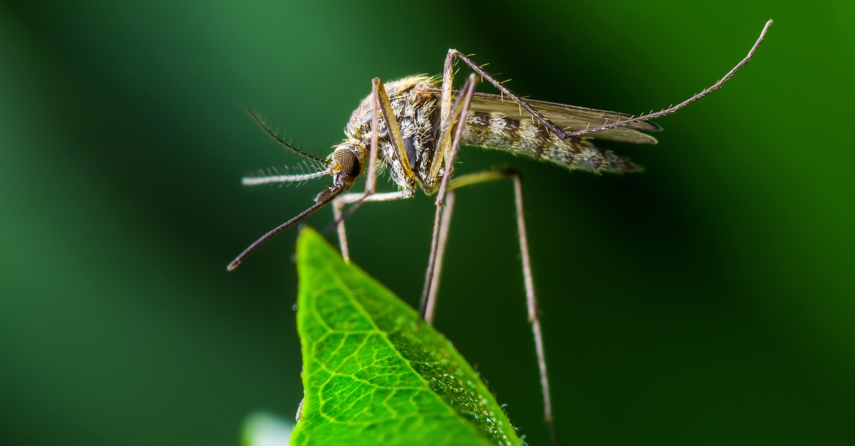Researchers are looking into mosquito saliva to create a universal vaccine.