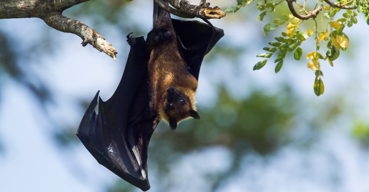 An infected man has India at risk of a Nipah virus outbreak.