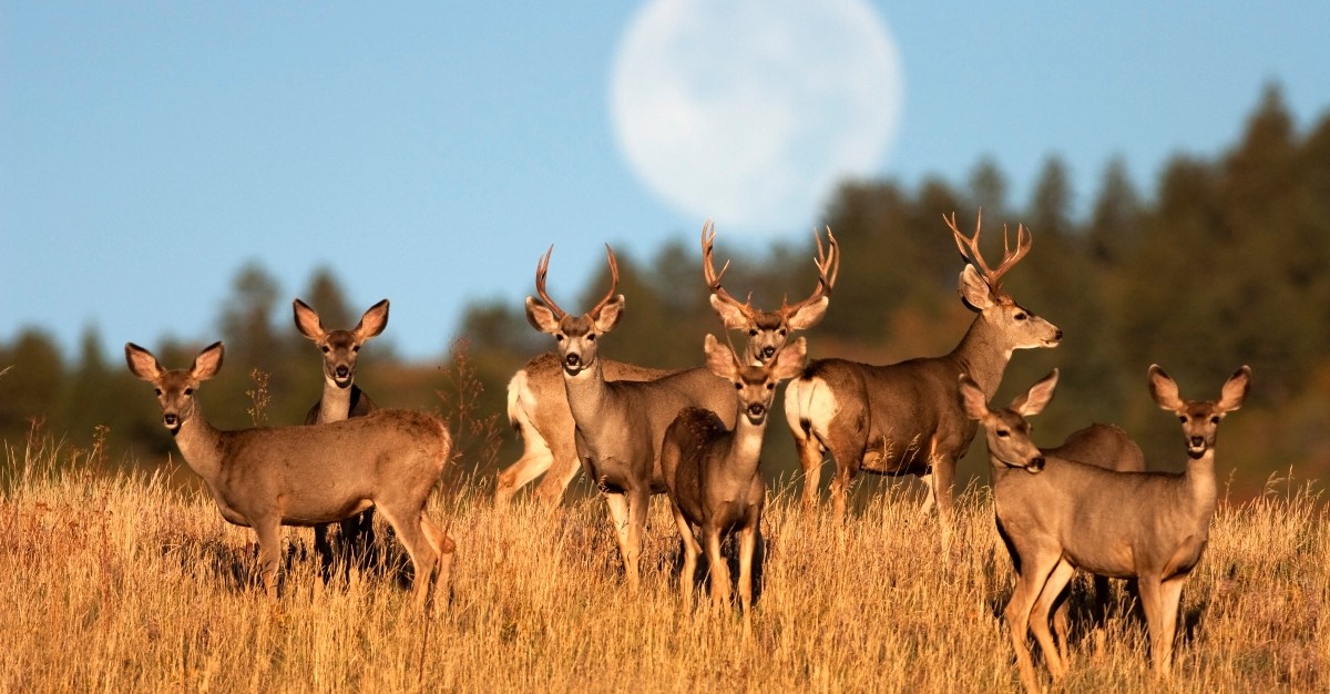 The previously newsworthy Zombie Deer Virus has only spread more in the United States.