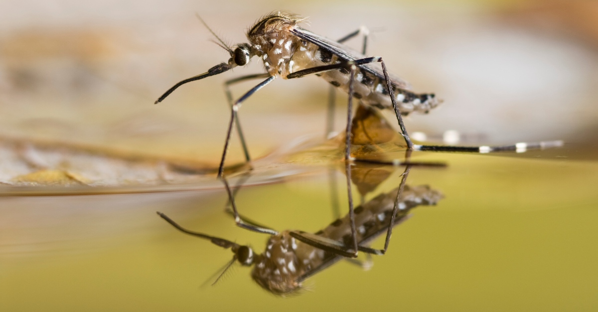 Scientist will try sterilizing mosquitoes to slow the diseases they spread.