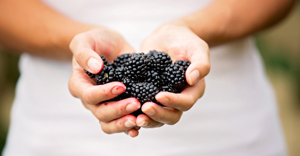 Blackberries are one source of the many hepatitis A cases in the United States.