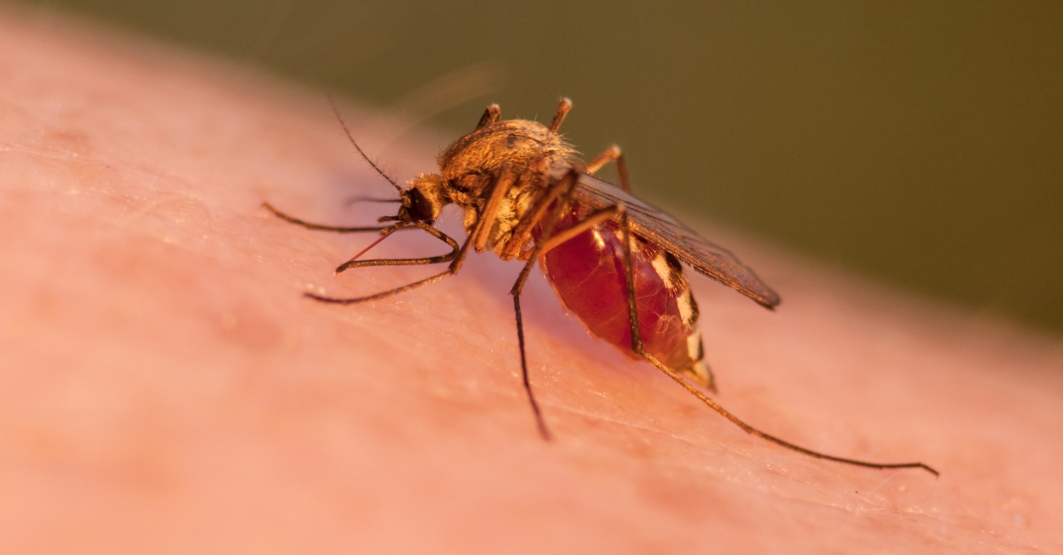 Researchers found a few new keys to help treat deadly cerebral malaria.