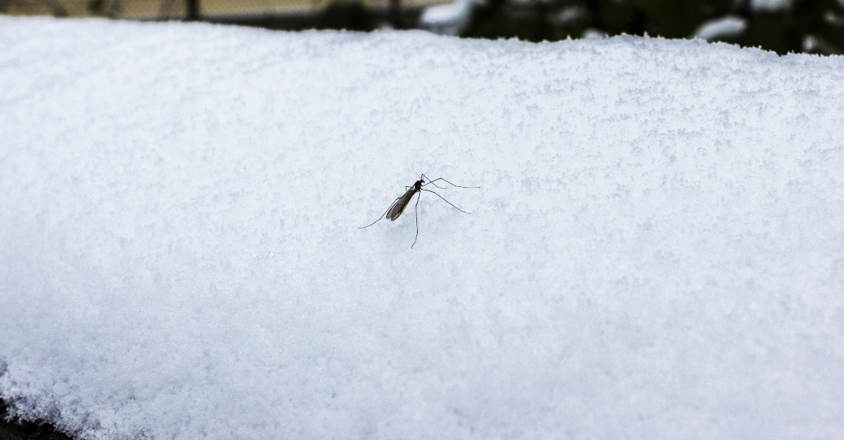 Mosquitoes have to take a few different steps to survive the cold winter months.