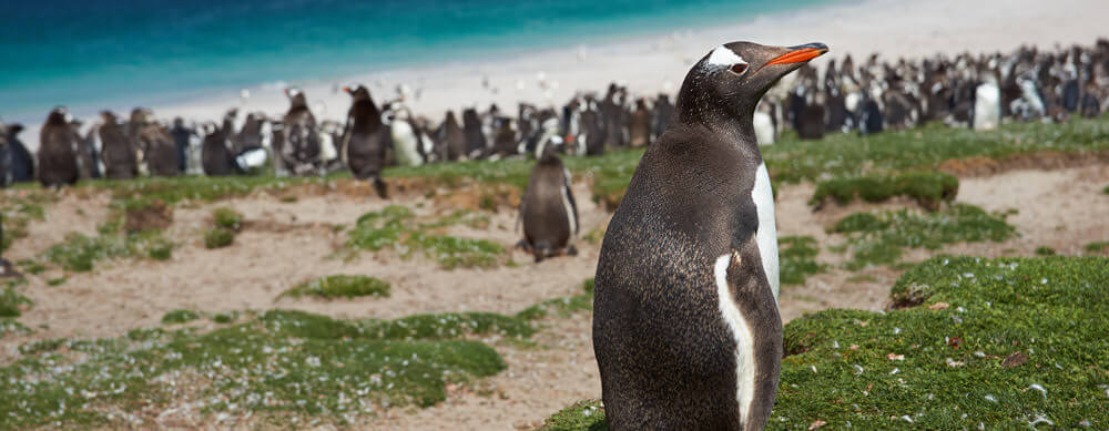 Travel safely to the Falklands with Passport Health's travel vaccinations and advice.