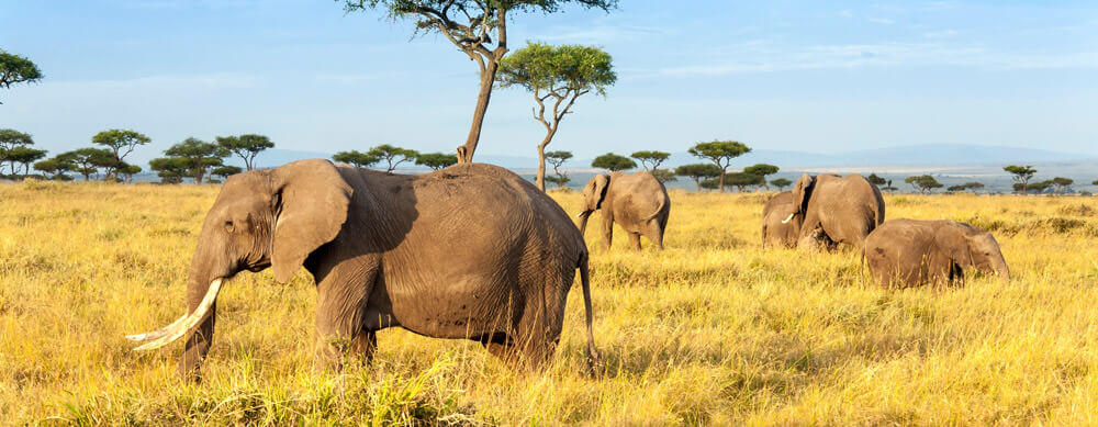 Travel safely to Kenya with Passport Health's travel vaccinations and advice.