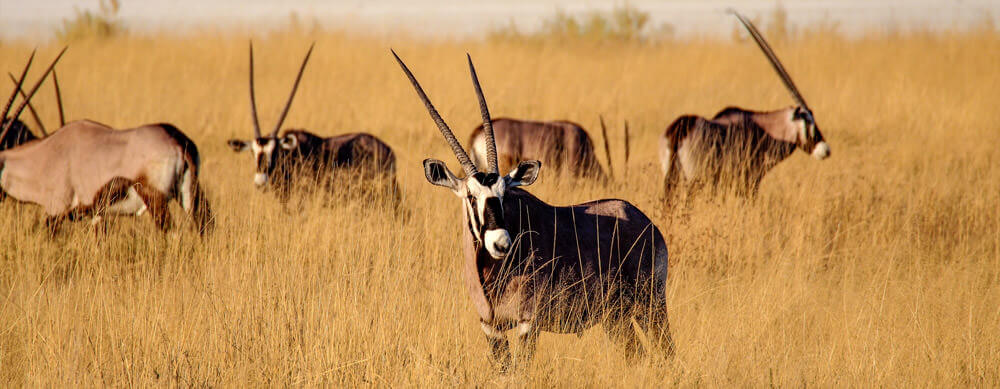 La faune et les safaris sont l'une des principales raisons de visiter la Namibie. Profitez-en pleinement grâce aux vaccins et aux conseils de Passport Health.