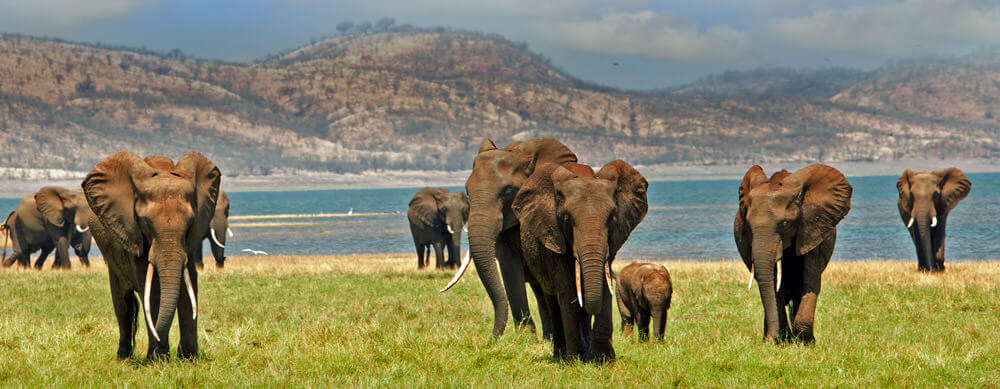 Travel safely to Zimbabwe with Passport Health's travel vaccinations and advice.