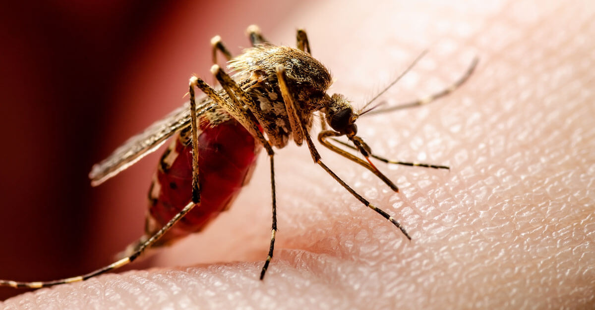 Various mosquitoes carry dengue and can easily infect a person.