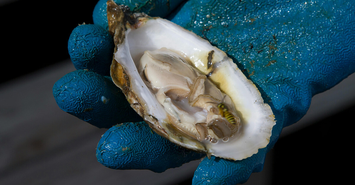 Oysters are key to destroying bacteria, a new study says.
