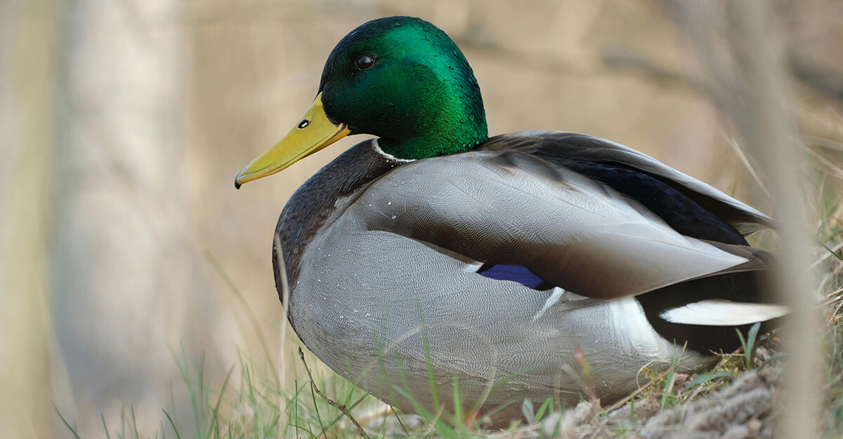 Bird flu is spreading widely in North America.