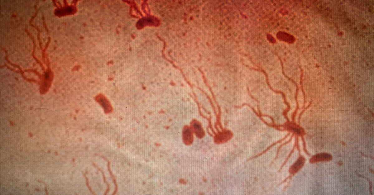 Climate change and salmonella are increasingly tied together.