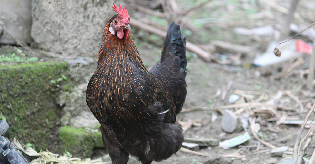 USDA approved an animal-focused bird flu vaccine.