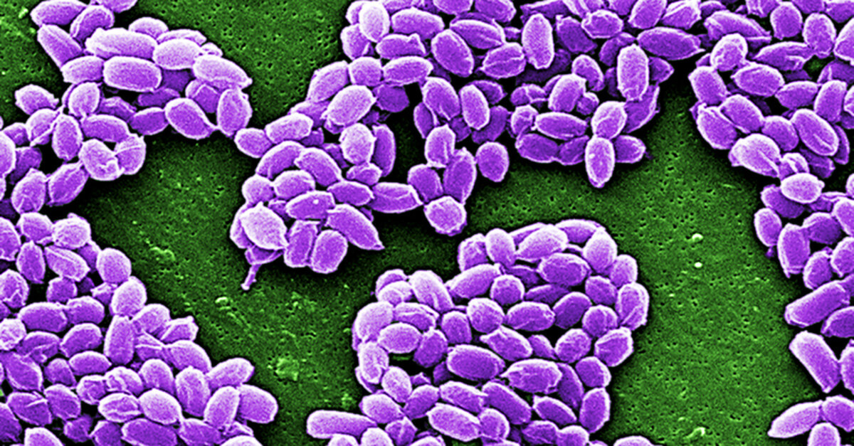 Anthrax treatment is getting more advanced.