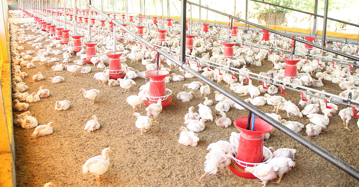 The history of bird flu is fascinating.