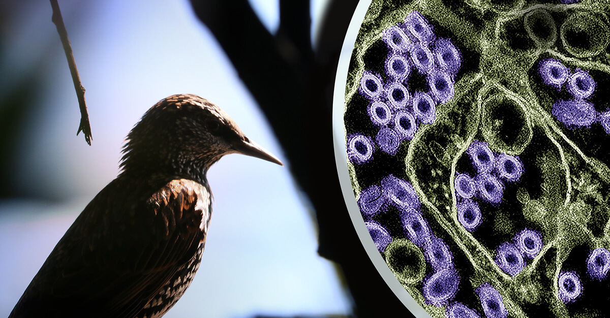 H5N1 vaccination could help curb viral spread.