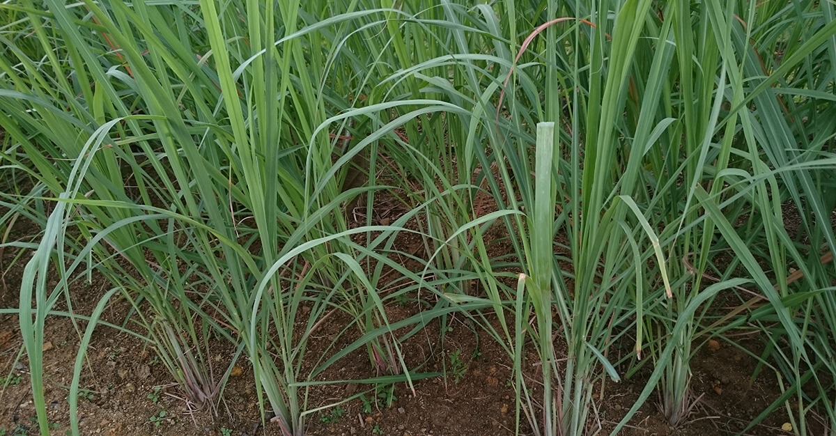 Lemongrass may be a good repellent.