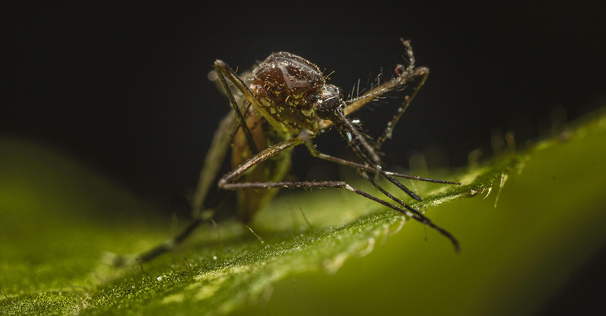 We are getting a better understanding of who, and why, mosquitoes bite.