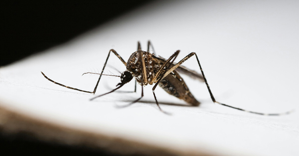 Close-Up of Mosquito on White Surface