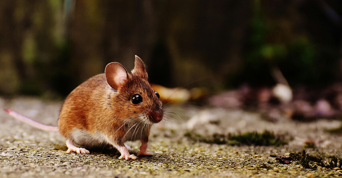 Brown and White Mice