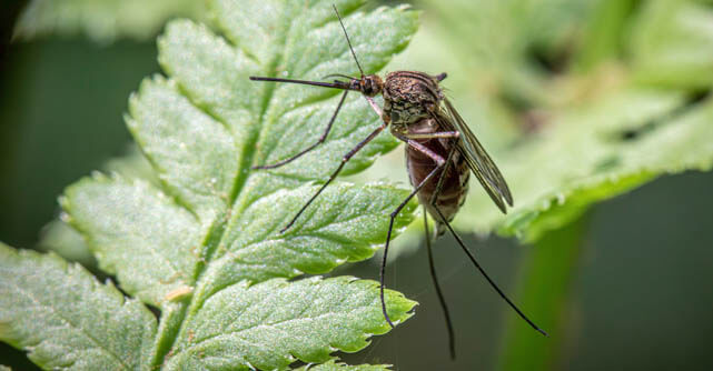 Close-up of a mosquito resting on a green leaf