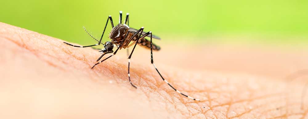 Le vaccin contre la dengue est essentiel pour voyager dans des régions tropicales.