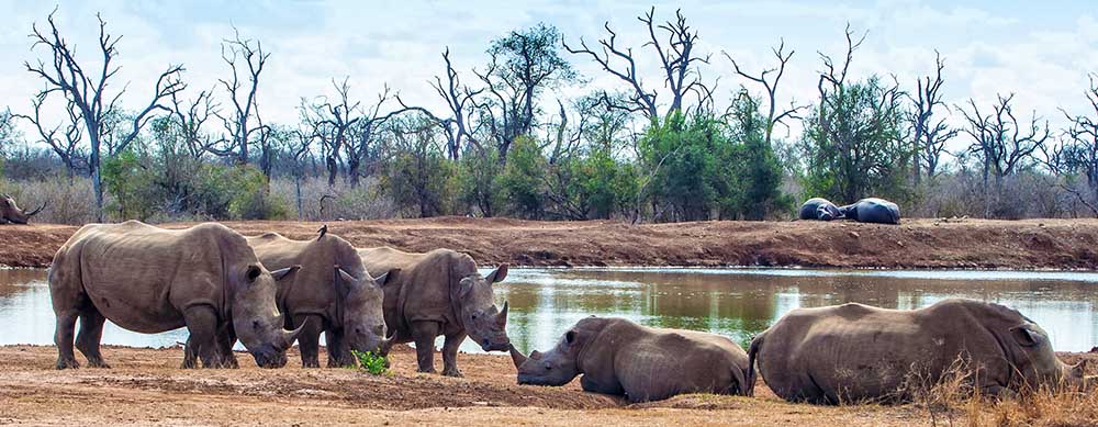 Safaris and wildlife are just two reasons to visit Eswatini. Travel safely with the help of Passport Health and its premier travel vaccination services.