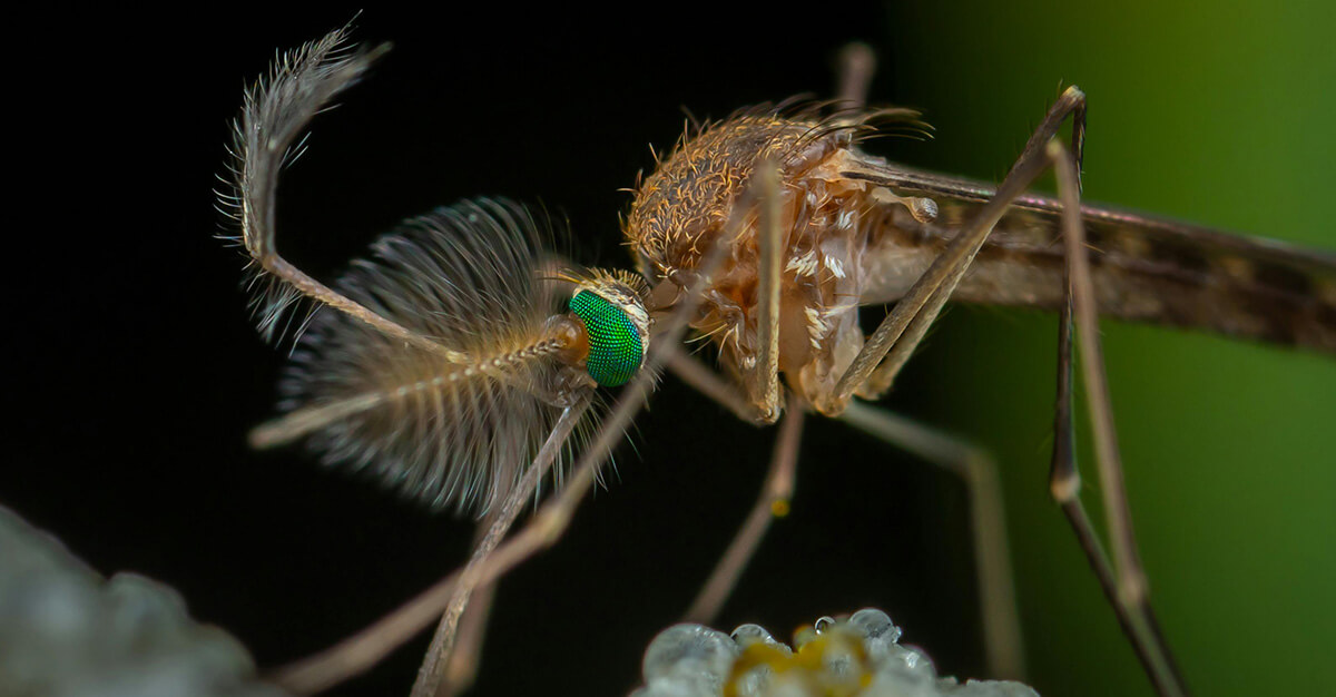 New imaging may make yellow fever vaccination even easier.